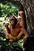 photo: Forest Man - Feeding time at the Sepilok Orangutan Rehabilitation Center, where orangutans are trained for re-introduction into the jungle.  Semi-rehabilitated orangutans arrive from the nearby forest to shamelessly gorge on a banana lunch.  Once the food coma kicks in, they lounge around and allow tourists to fill up their memory cards with their photogenic faces.