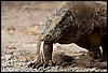 Forked Photo: A Komodo Dragon sniffs the air with its tongue.