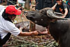 photo: Attempt (Funeral Ritual I) - This christian area in Indonesia is famed for their elaborate funeral traditions.  Families save their entire lives to in order to pay for animals to slaughter when loved one dies.  It's not uncommon for a wealthy family to slaughter 50 water buffaloes and 100 pigs over the course of several days.  The meat is later distributed to local villagers.