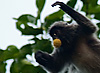 Leaves (Leaping Monkeys II) Photo: Air-borne monkeys hurl themselves from tree to tree.