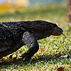 Amphibious (Water Monster II) Photo: At Lumpini park, several monitor lizards roam the park before and after closing hours.  Luckily, these 2 meter (2 yards) long reptiles are more afraid of us than we are of them despite the appearance of the contrary when a pack of hysterical Thai teens stumbles upon one of these creatures.