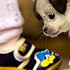 photo: Chubs - A puppy investigates a pair of baby shoes.