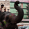 Downtown Traffic Photo: An elephant causes a slight stir on the streets of Delhi.