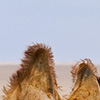 Hairy Herd Photo: A caravan of domesticated bactrian camels roams the Gobi desert.