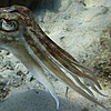 Slimy Cephalopod Photo: A stationary cuttlefish floats with stretched tentacles.