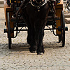 Comely Carriage Photo: A horse and buggy cart tourists around Vrijdagmarkt Square.