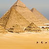 photo: Camel Caravan - A caravan of tourist camels crosses the pyramids.
