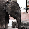 photo: Street Elephants - A baby elephant roams the street with her mother.